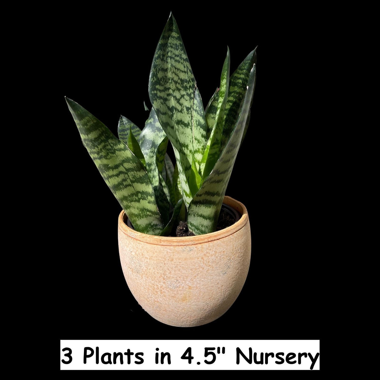 Snake Plant | Mother-In-Law's-Tongue Plant | Sansevieria Zeylanica | Sansevieria Laurentii | Indoor Plants