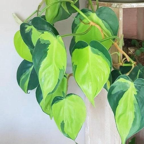 Rare Brasil Philodendron Cuttings & Nursery Pots