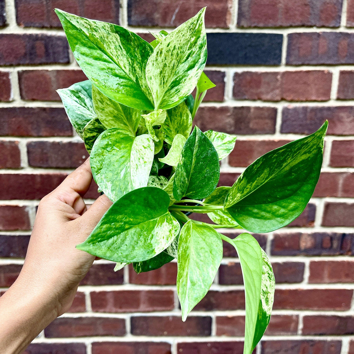 RARE Marble Pothos Cuttings