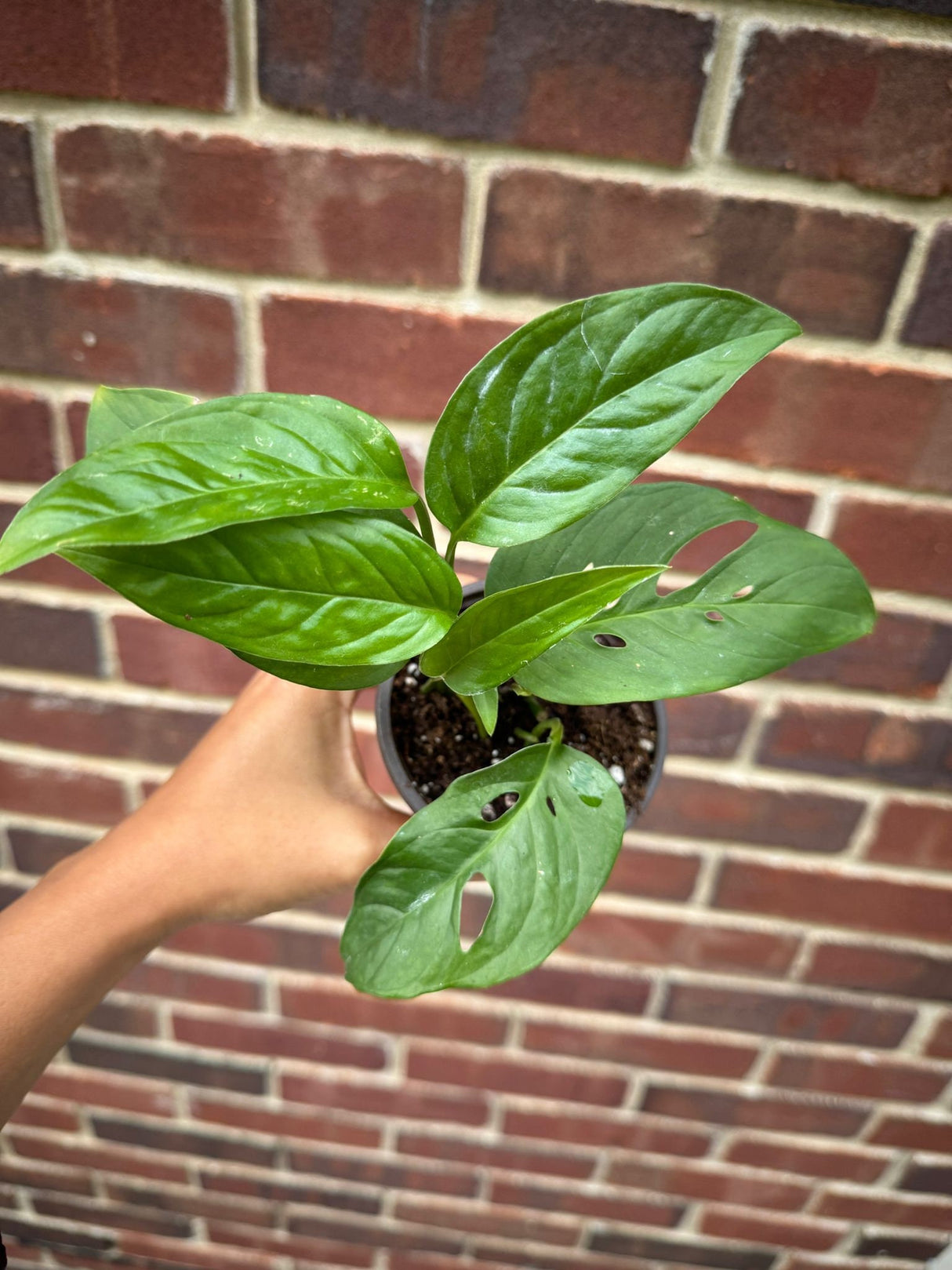 Monstera Adansonii Plant in 4" Nursery Pot - Monstera Swiss Cheese Plant - Live indoor plant - Easy care RARE houseplant - Gift Houseplant