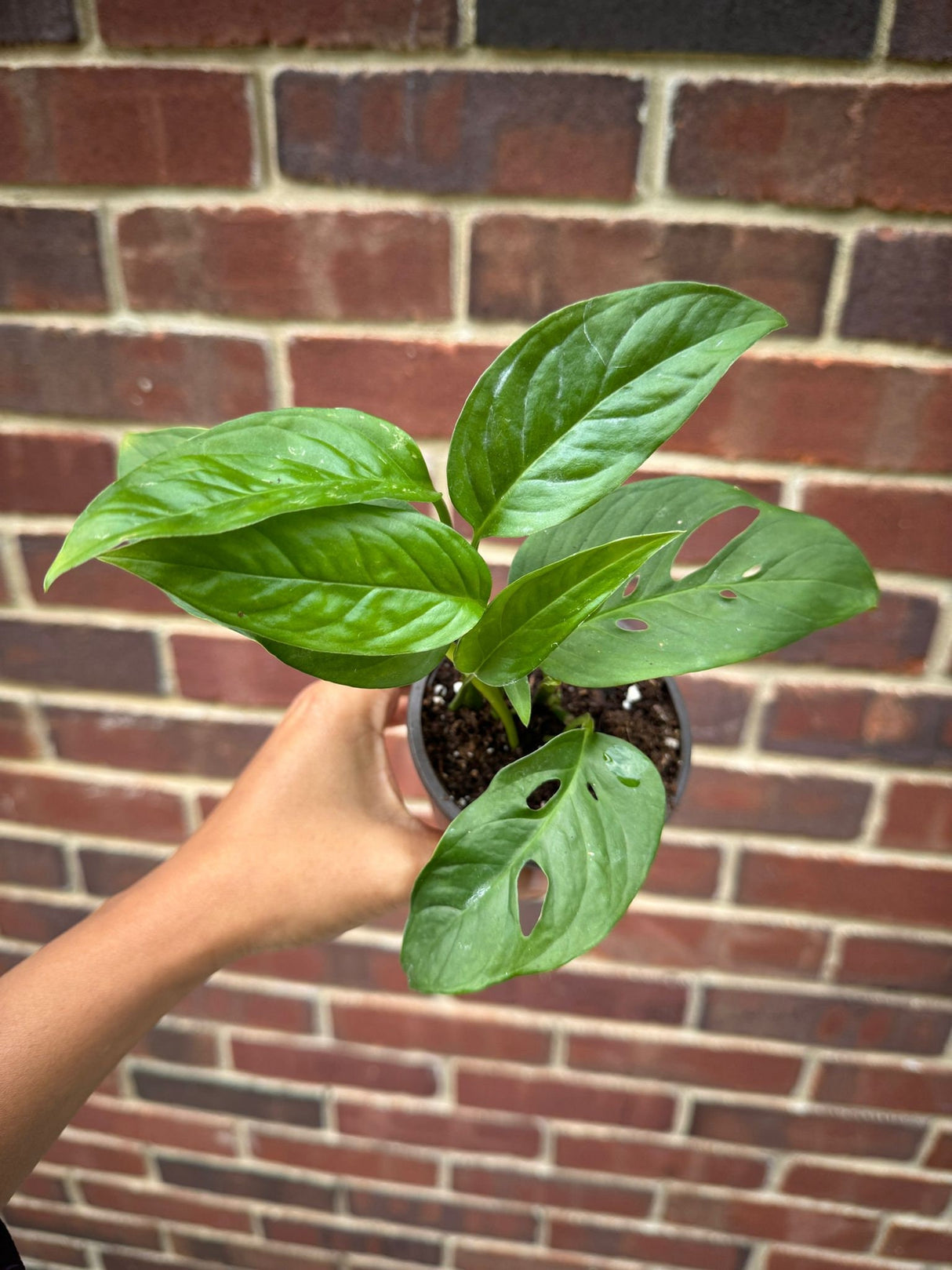 Monstera Adansonii Plant in 4" Nursery Pot - Monstera Swiss Cheese Plant - Live indoor plant - Easy care RARE houseplant - Gift Houseplant