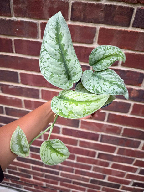 Scindapsus Pictus Exotica plant in 3" Nursery Pot - Large Satin Pothos - Rare vining indoor plant