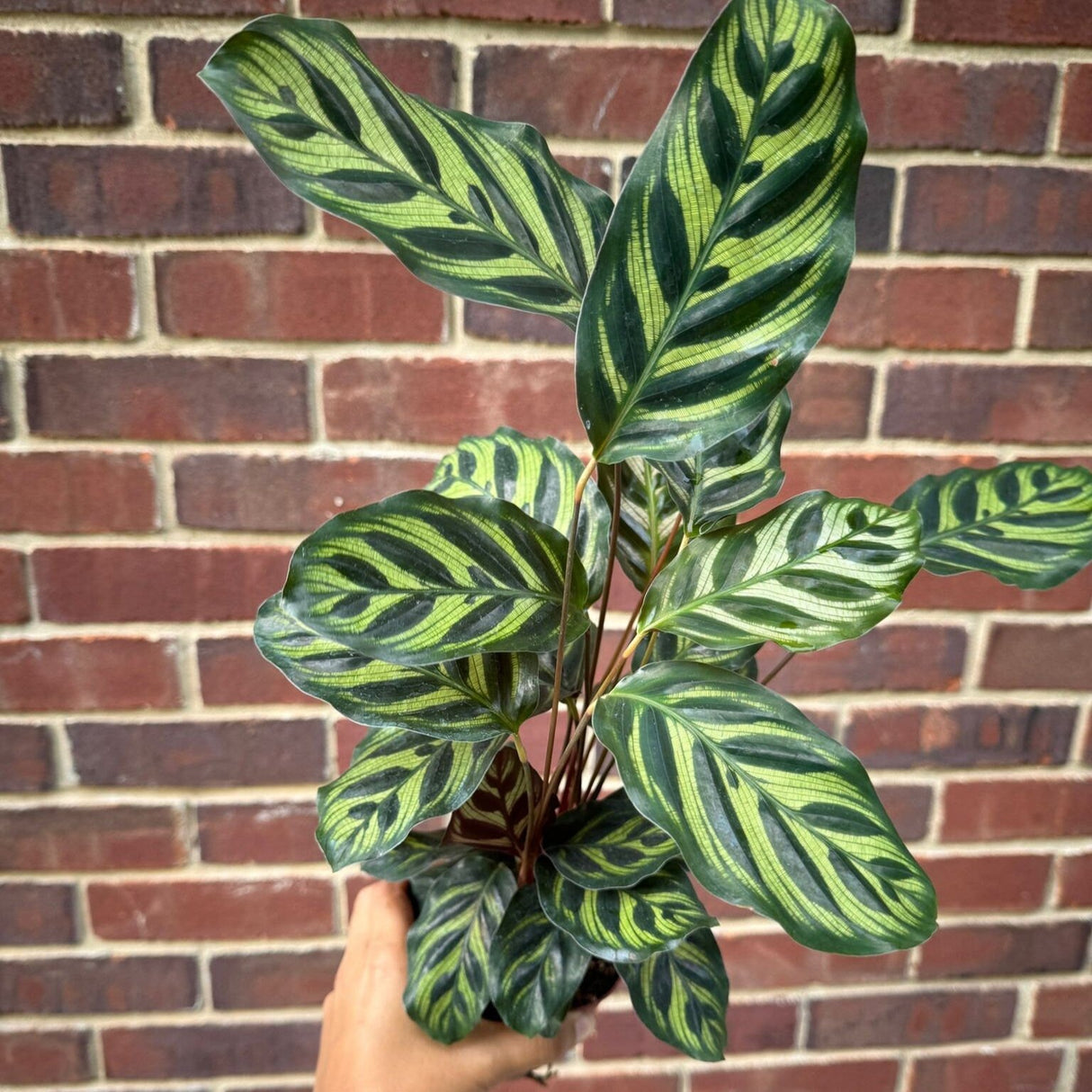 Large Calathea Makoyana in a 4" Pot