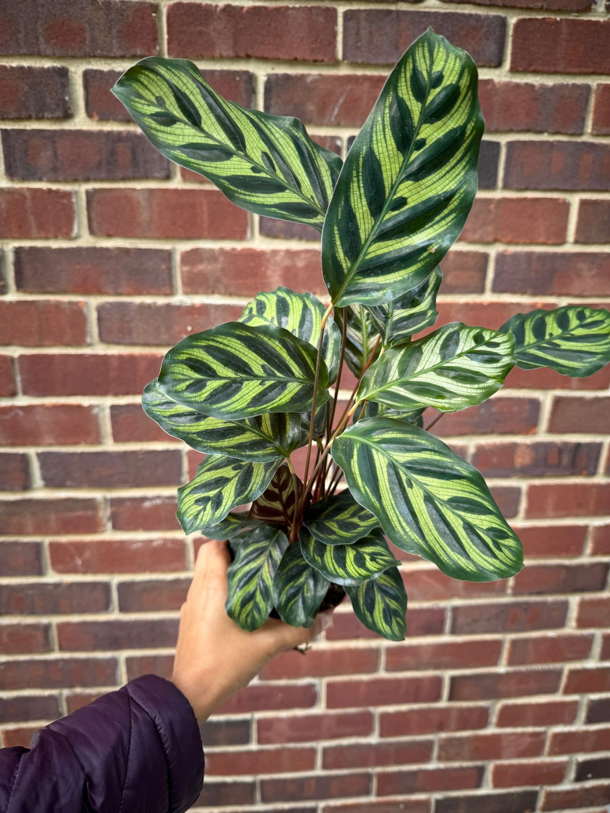 Large Calathea Makoyana in a 4" Pot - Tall Beautiful Peacock Calathea - Air purifier plant - Topical Houseplant