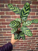 Large Calathea Makoyana in a 4" Pot - Tall Beautiful Peacock Calathea - Air purifier plant - Topical Houseplant