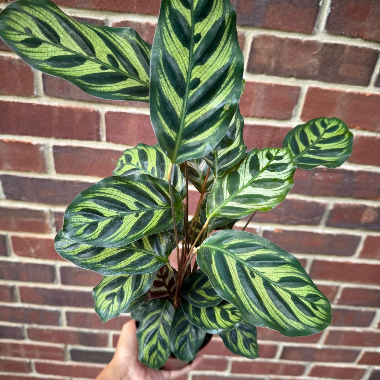 Large Calathea Makoyana in a 4" Pot