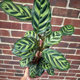 Large Calathea Makoyana in a 4" Pot