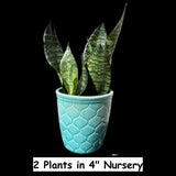 Snake Plant | Mother-In-Law's-Tongue Plant | Sansevieria Zeylanica | Sansevieria Laurentii | Plants for Pets | Air Purifier Plant