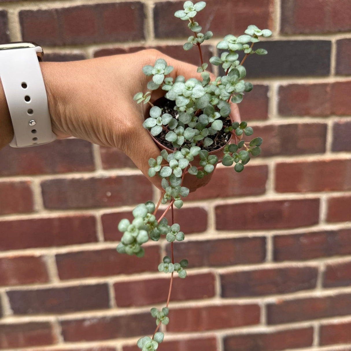 Pilea glauca - Blue Baby Tears In 2" Nursery Pot