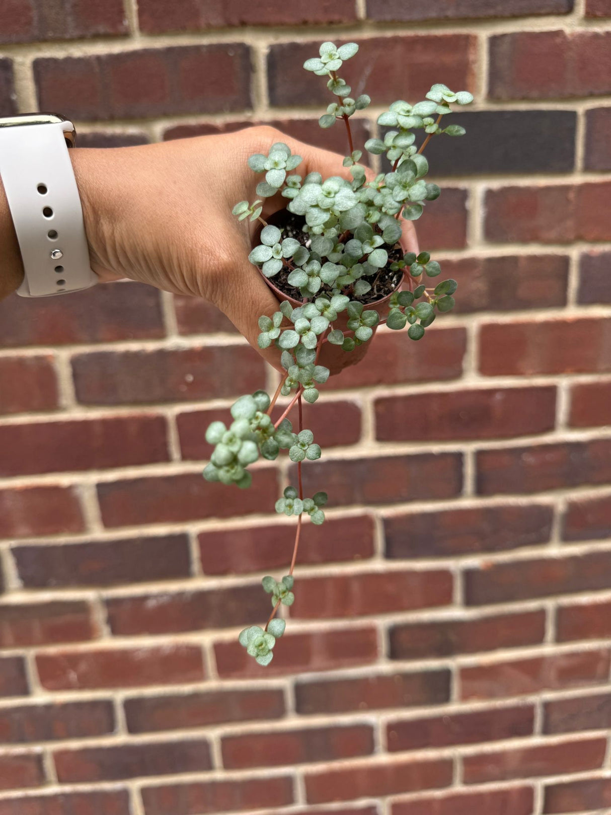 Pilea glauca - Blue Baby Tears In 2" Nursery Pot - Indoor succulent plant - Easy care houseplant - Vining plant - Gift plant