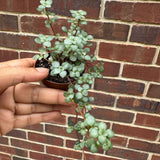 Biblical Job's Tears Plant Pilea glauca Blue Baby Tears In 2" Nursery Pot