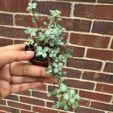 Pilea glauca - Blue Baby Tears In 2" Nursery Pot