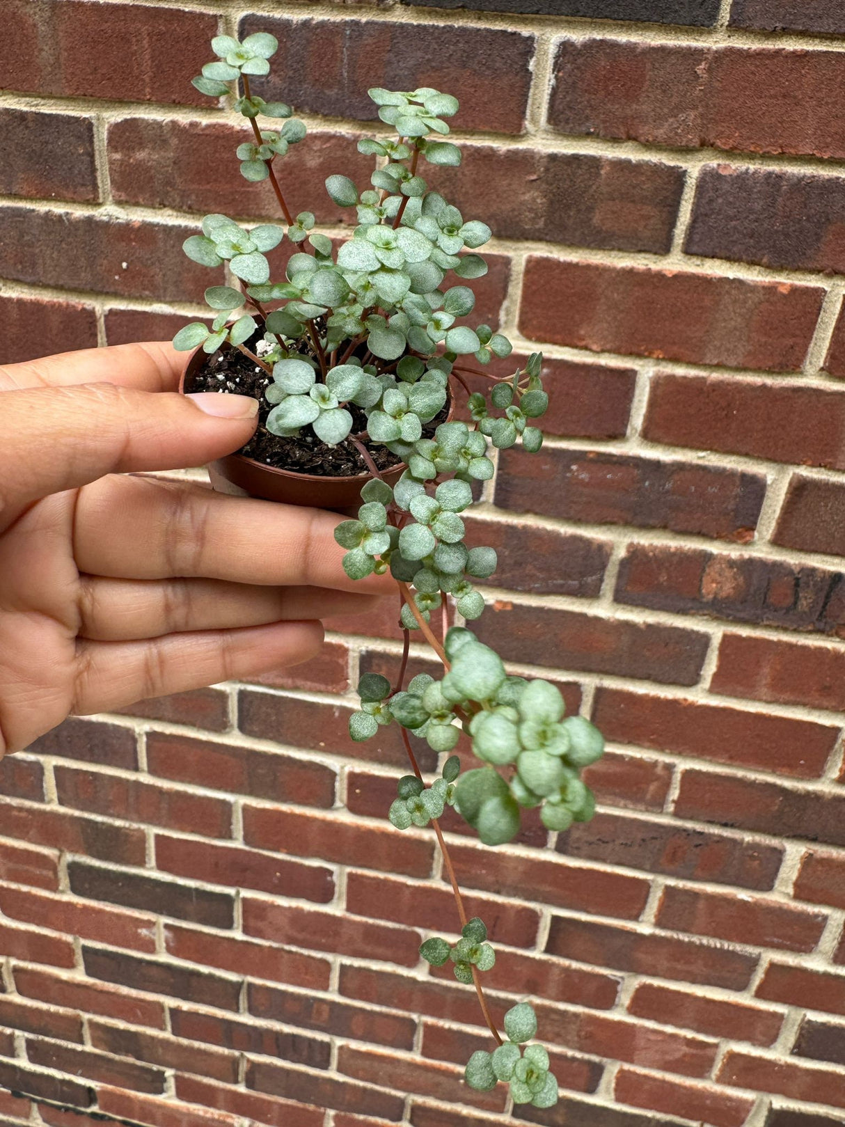 Pilea glauca - Blue Baby Tears In 2" Nursery Pot - Indoor succulent plant - Easy care houseplant - Vining plant - Gift plant