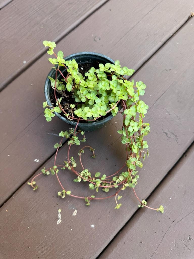 Biblical Job's Tears In 4" Nursery Pot  - Pilea glauca