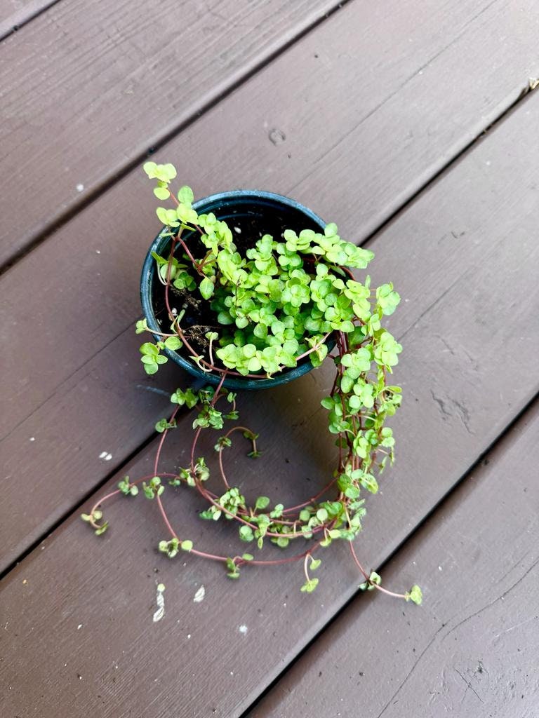 Biblical Job's Tears In 4" Nursery Pot  - Pilea glauca