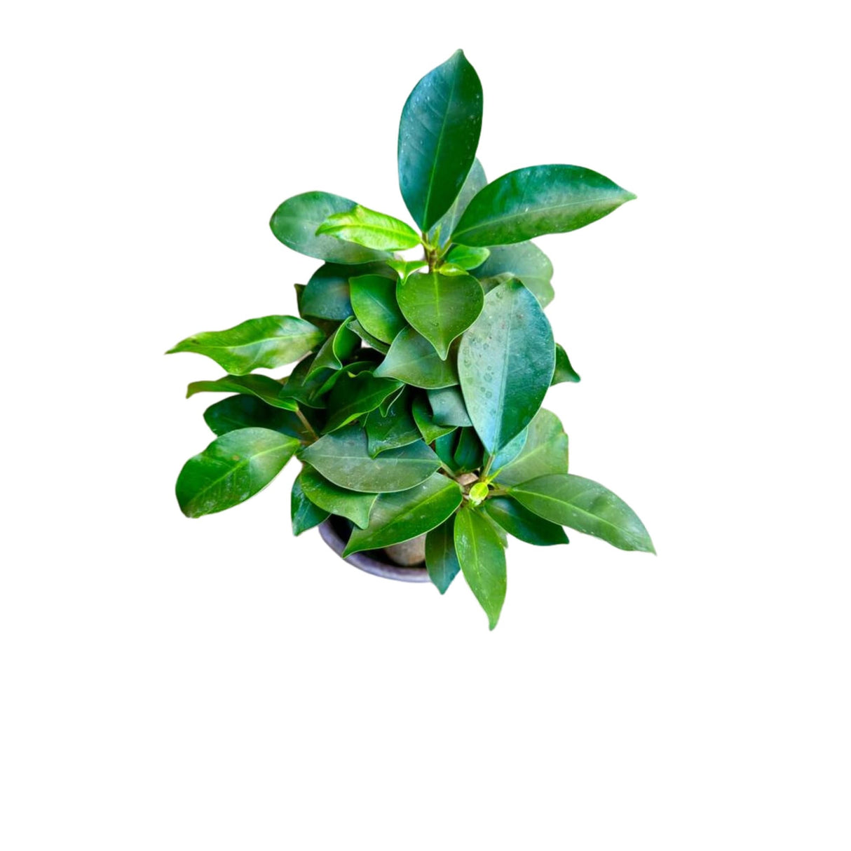 Ficus Ginseng Bonsai plant,  gift-Plant, office plant, low light plant, lucky plant, bonsai tree in 4" nursery