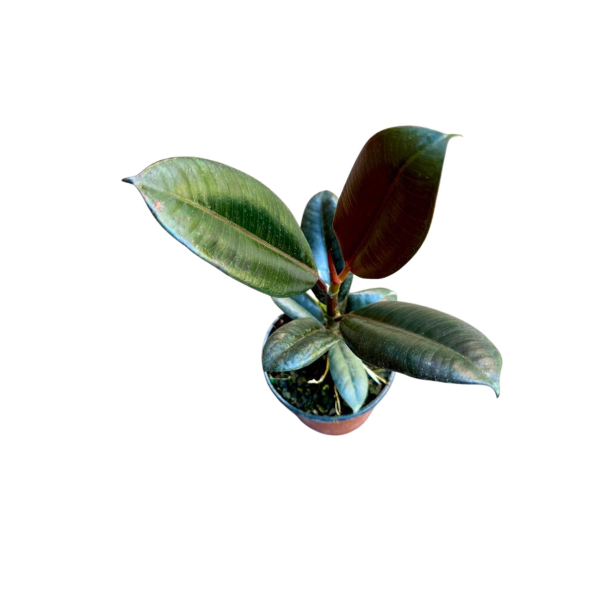 Rubber Tree in 4" Pot -  Rubber Plant Burgandy - Ficus Elastica -  Live Indoor Plant