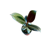 Rubber Tree in 4" Pot -  Rubber Plant Burgandy - Ficus Elastica -  Live Indoor Plant