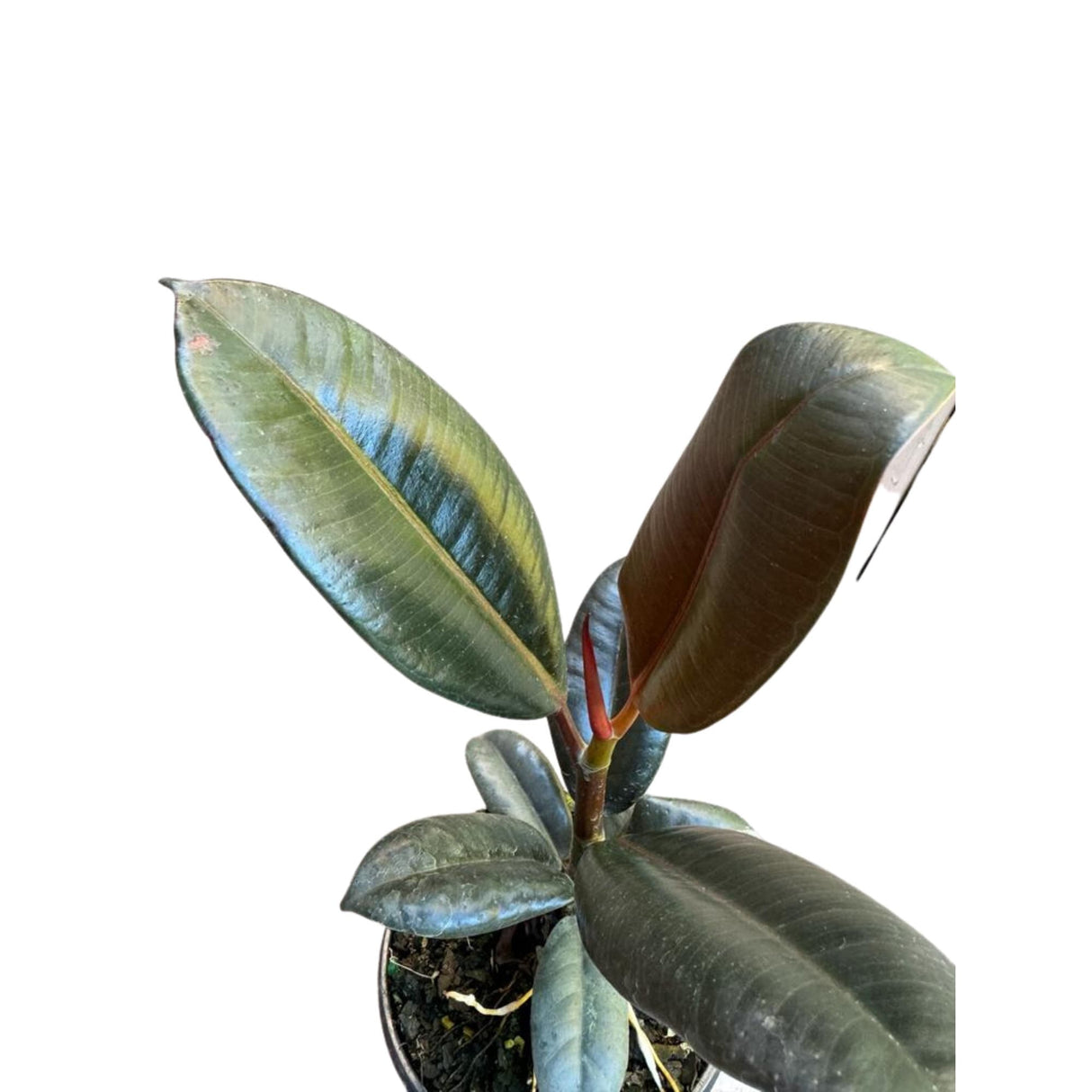 Rubber Tree in 4" Pot -  Burgundy Ficus Elastica -  Live Indoor Rubber Plant for Christmas Gift - Low light Office Plant For Gift