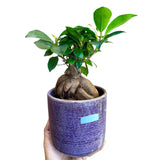 Ficus 'Ginseng' in 4" Nursery Pot Bonsai