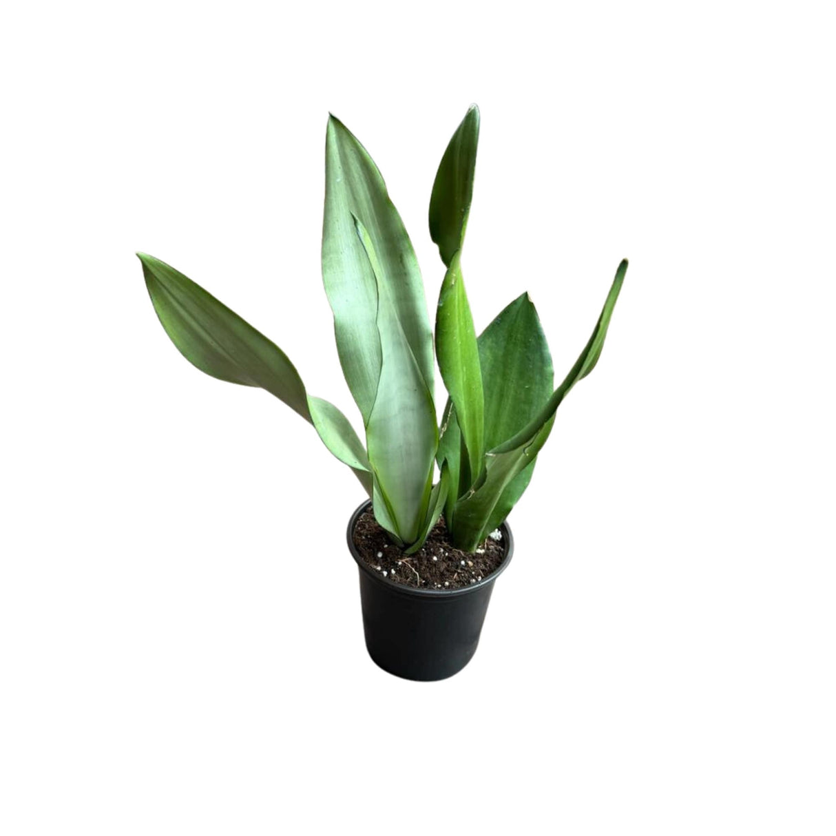 Moonshine snakeplant | Sansevieria Masoniana | Live Plant | Air Purifying | Snake Plant