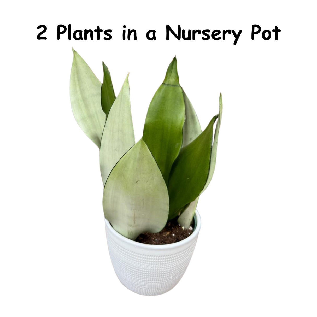 Moonshine snakeplant | Sansevieria Masoniana | Live Plant | Air Purifying | Snake Plant