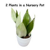 Moonshine snakeplant | Sansevieria Masoniana | Live Plant | Air Purifying | Snake Plant