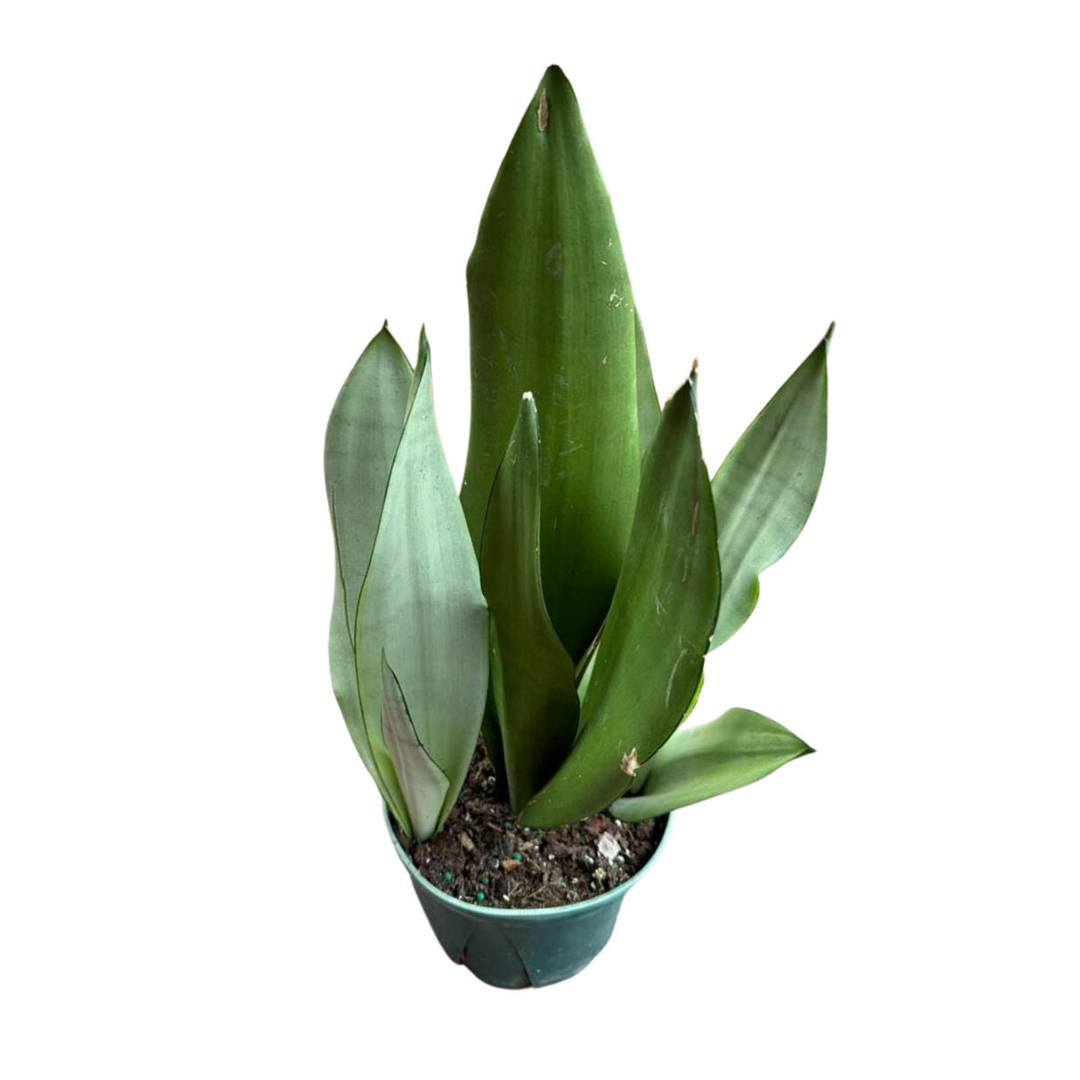 Moonshine snakeplant | Sansevieria Masoniana