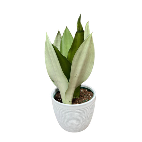 Moonshine snakeplant | Sansevieria Masoniana | Live Plant | Air Purifying | Snake Plant