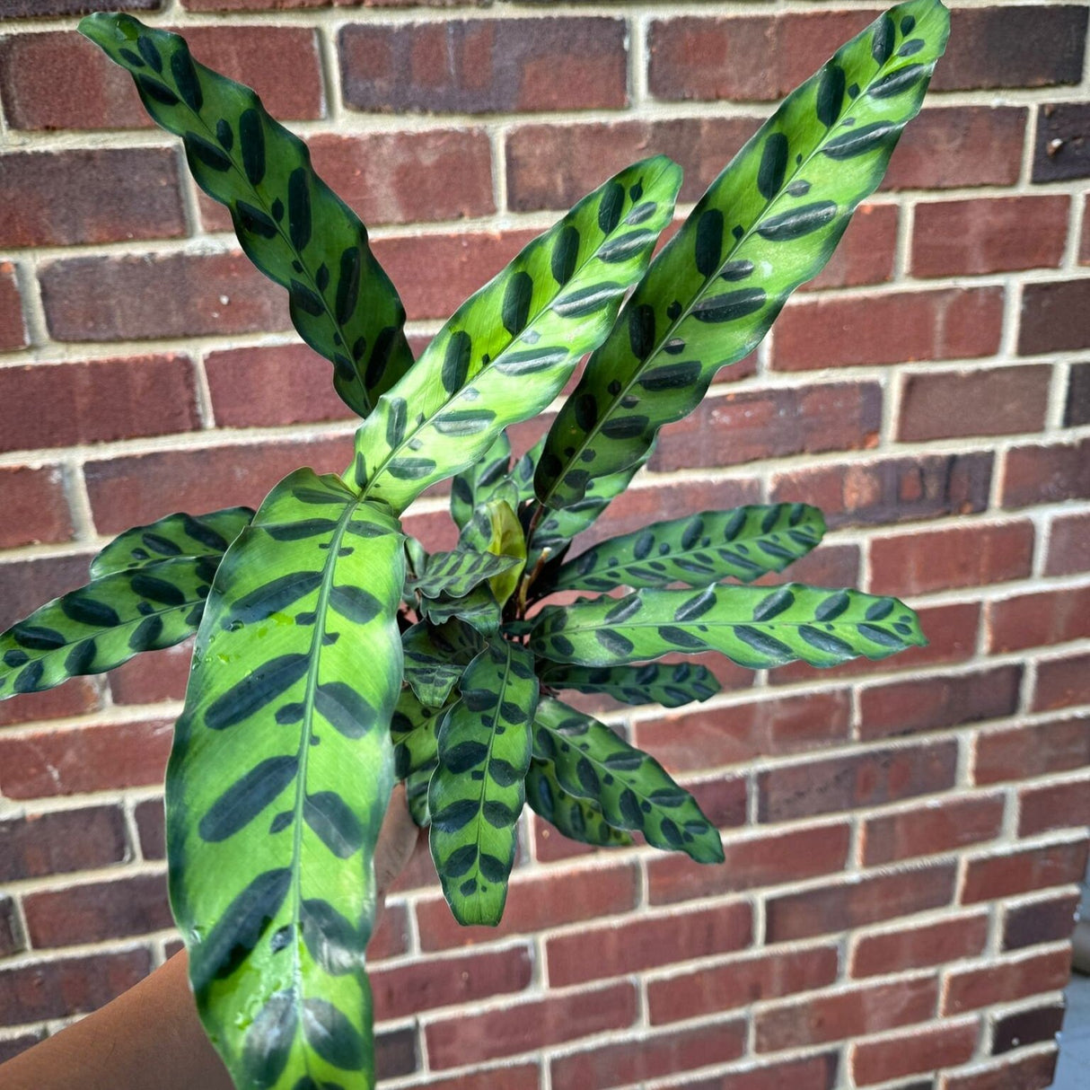 Calathea Lancifolia in 4" Nursery Pot