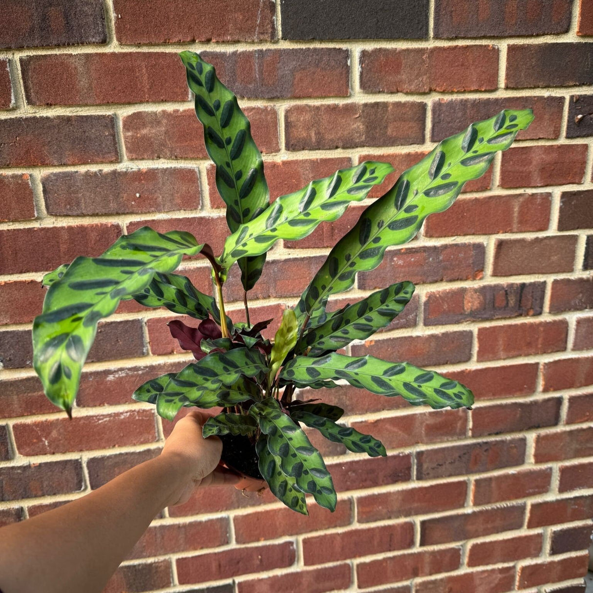 Calathea Lancifolia in 4" Nursery Pot