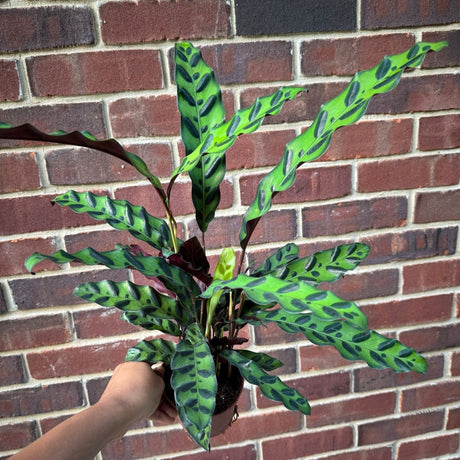 Calathea Lancifolia in 4" Nursery Pot