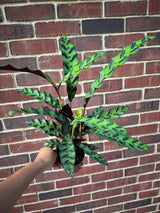 Rare Calathea Lancifolia in 4" Nursery Pot - Air purifier plant - Rare Houseplant - Rattlesnake Plant - SAME PLANT as pictures