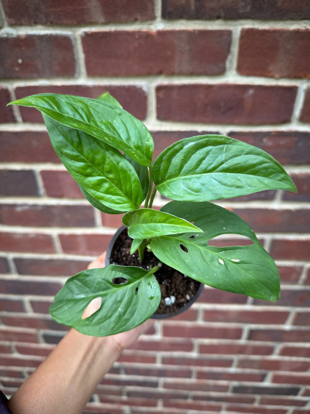 Monstera Adansonii Plant in 4" Nursery Pot - Monstera Swiss Cheese Plant - Live indoor plant - Easy care RARE houseplant - Gift Houseplant