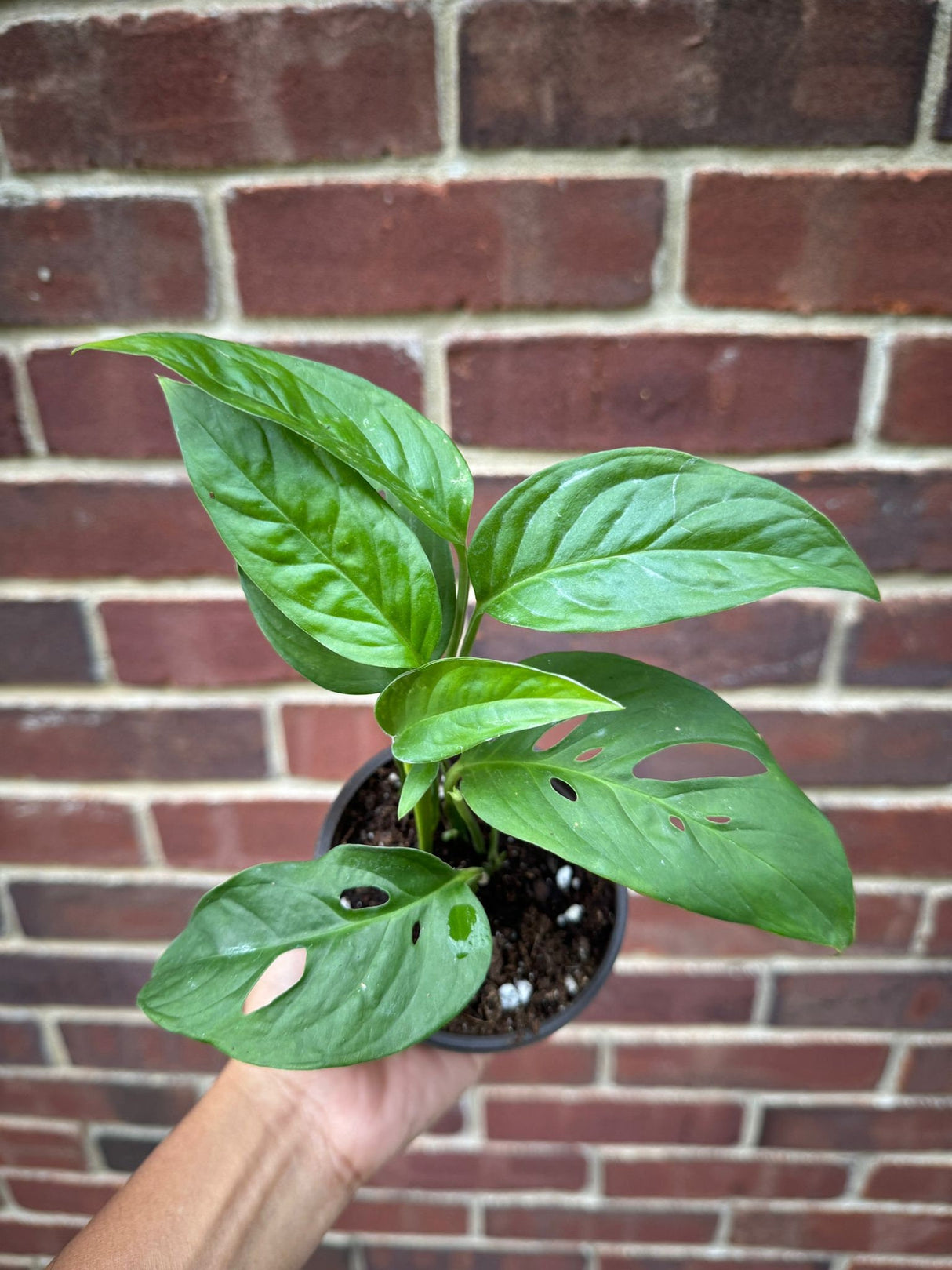 Monstera Adansonii Plant in 4" Nursery Pot - Monstera Swiss Cheese Plant - Live indoor plant - Easy care RARE houseplant - Gift Houseplant