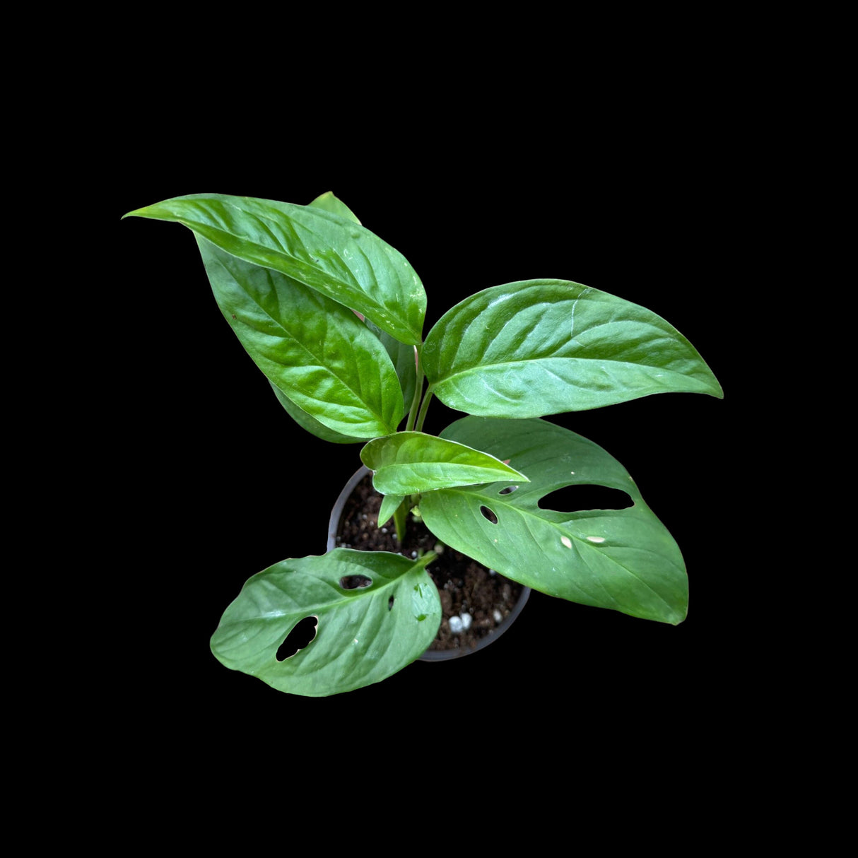 Monstera Adansonii Plant in 4" Nursery Pot - Monstera Swiss Cheese Plant - Live indoor plant - Easy care RARE houseplant - Gift Houseplant