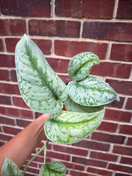 Scindapsus Pictus Exotica plant in 4" Nursery Pot - Large Satin Pothos - Rare vining indoor plant