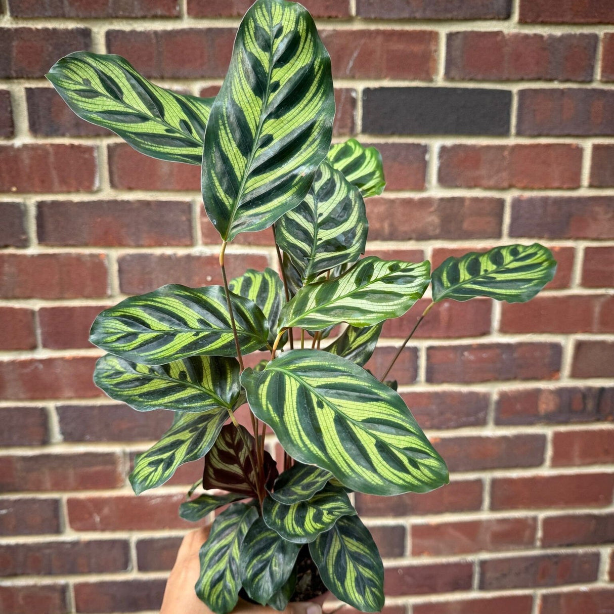 Large Calathea Makoyana in a 4" Pot