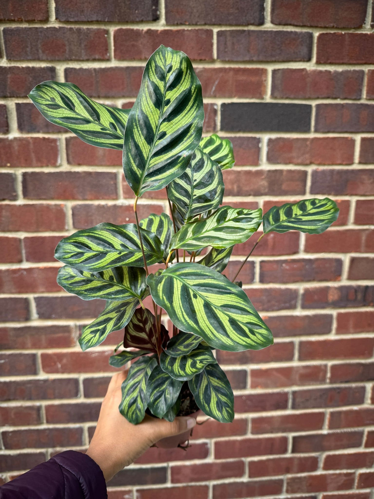 Large Calathea Makoyana in a 4" Pot - Tall Beautiful Peacock Calathea - Air purifier plant - Topical Houseplant
