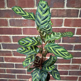 Large Calathea Makoyana in a 4" Pot