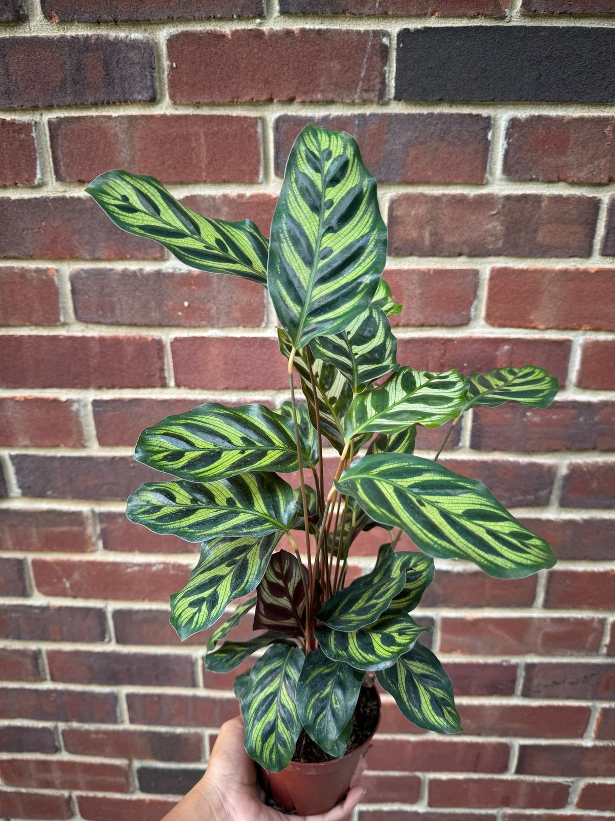 Large Calathea Makoyana in a 4" Pot - Tall Beautiful Peacock Calathea - Air purifier plant - Topical Houseplant