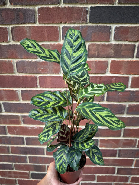 Large Calathea Makoyana in a 4" Pot - Tall Beautiful Peacock Calathea - Air purifier plant - Topical Houseplant