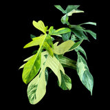 Variegated Philodendron Florida Beauty Cutting - Rare Collector Indoor Plant - Propagation Plant Office Plant Mother's Day Gift Plant