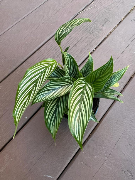 Calathea Vittata Live Plant in 4” pot | White Striped Calathea | Indoor Easy Beginner & Pet Friendly Plant | Valentine's Gift
