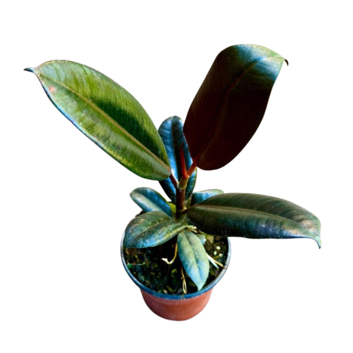 Rubber Tree in 4" Pot -  Burgundy Ficus Elastica -  Live Indoor Rubber Plant for Christmas Gift - Low light Office Plant For Gift