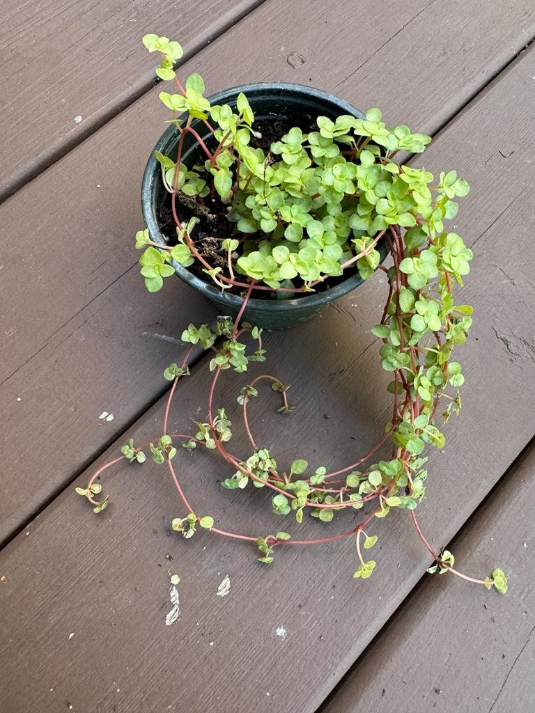 Biblical Job's Tears In 4" Nursery Pot  - Pilea glauca