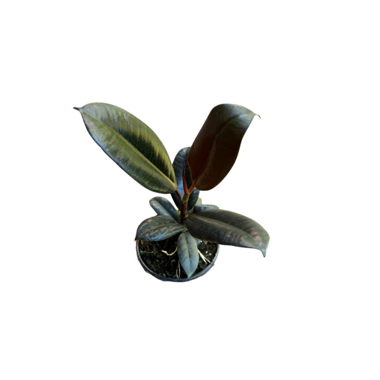 Rubber Tree in 4" Pot -  Rubber Plant Burgandy - Ficus Elastica -  Live Indoor Plant