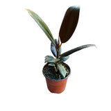 Burgundy Rubber Tree in 4" Pot -  Live Ficus Elastica - Indoor Rubber Tree
