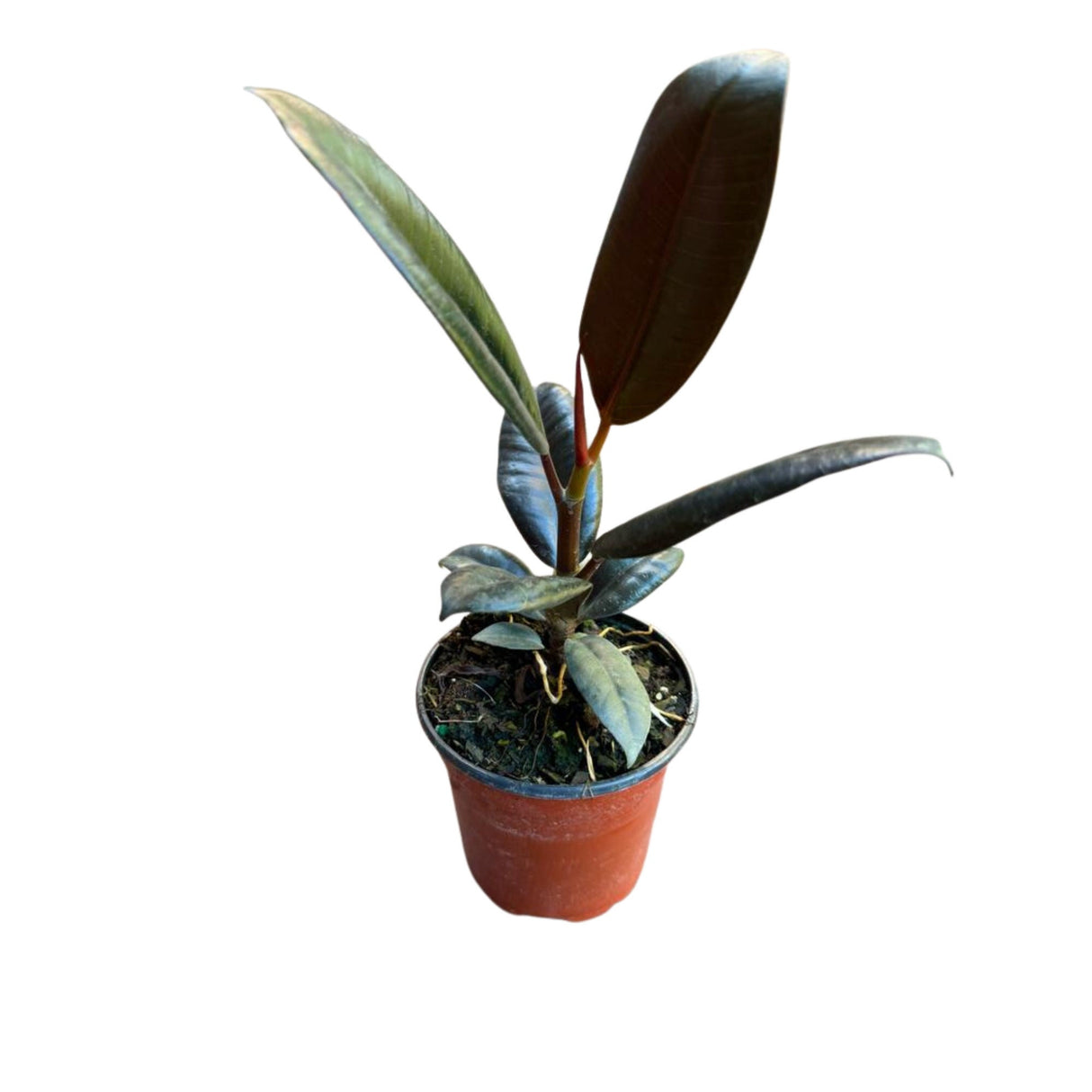 Rubber Tree in 4" Pot -  Rubber Plant Burgandy - Ficus Elastica -  Live Indoor Plant