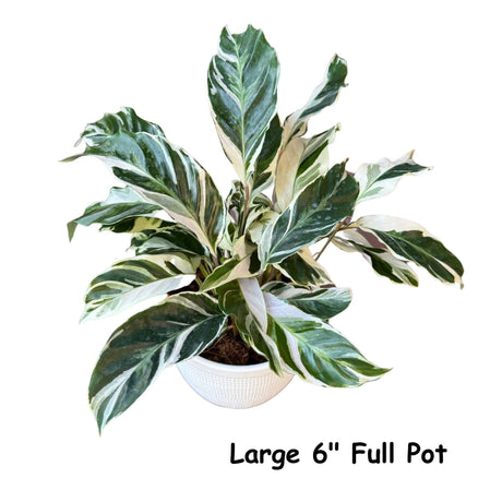 Calathea Fusion White Plant 6 Inch Grow Pot | Variegated Calathea White Fusion Live Plant | Birthday Gift Plant